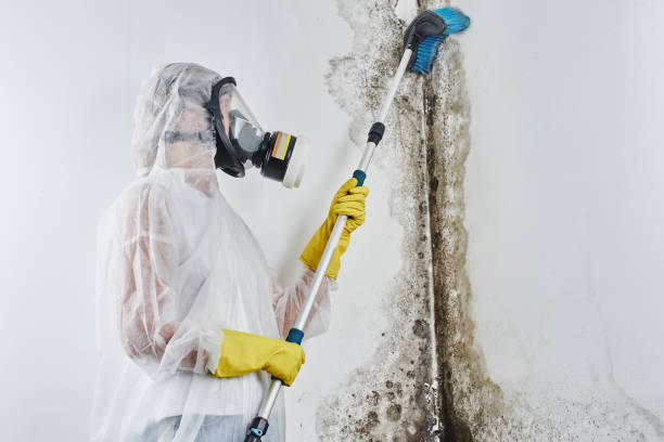 Professional Mold Remediation in Roland, AR
