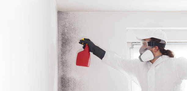 Best Residential Mold Remediation in Roland, AR